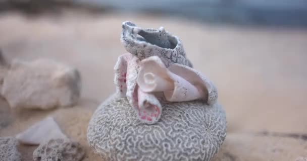 Concha conchas e coral seco na praia com o oceano como fundo — Vídeo de Stock