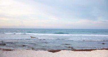 Dalgalı okyanus ve kumsalın güzel manzarası hafif bulutlu gökyüzünün altında