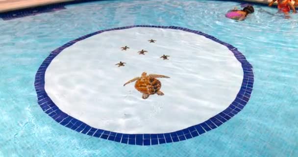 Imagem de tartarugas em círculo redondo no fundo da piscina — Vídeo de Stock