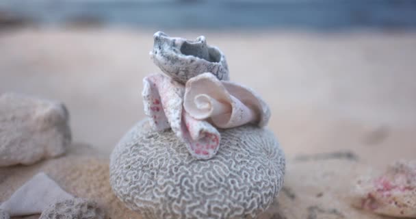 Muszle Conch i suchy koral na plaży z oceanem jako tłem — Wideo stockowe