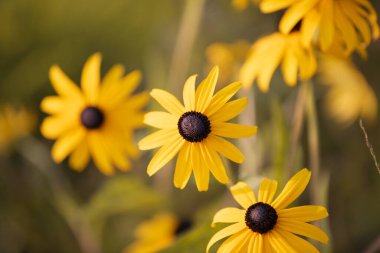 Sarı çiçekli Rudbeckia bahçede çiçek açar.