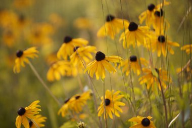 Sarı çiçekli Rudbeckia. Rudbeckia 'nın parlak sarı çiçekleri altın otların arka planında. Manzara tasarımında güzel Rudbeckia. Parlak çiçek arkaplanı