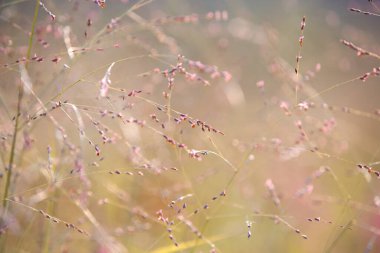 Tohumlarla çiçek açan çimenler. - Yakın çekim. Mor çimenler açar. Seçici odaklanma. Bulanık arkaplanda sonbahar bıçağı