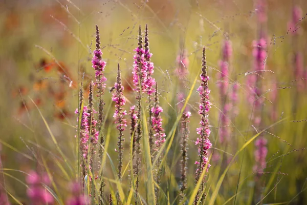tall purple and pink flowers. elegant flower stems in autumn yellow grass on a blurry background