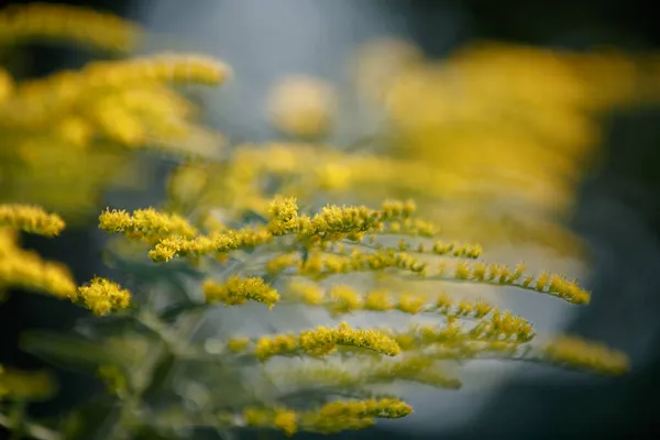 Solidago Canadensis Close Das Inflorescências Amarelas Florescentes Canadá Goldenrod — Fotografia de Stock