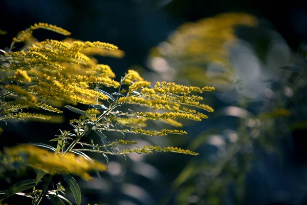 Solidago Canadensis Amarelo Canadian Goldenrod Inflorescências Amarelas Florescentes Canadá Goldenrod — Fotografia de Stock