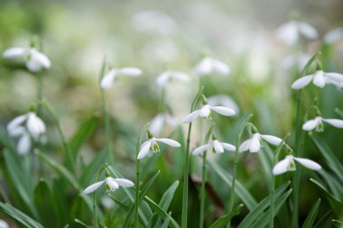 Kar damlaları. Çuha çiçekleri. Baharın başında yeşil yapraklı beyaz galanthus çiçekleri