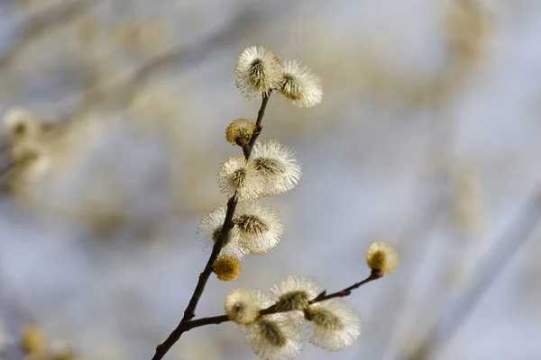Ostern Oder Frühling Hintergrund Mit Flauschig Blühenden Weidenzweigen Weidenkätzchen Frühling — Stockfoto