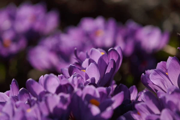 Pétalas Flor Açafrão Roxo Com Estigma Laranja Close Flores Croco — Fotografia de Stock