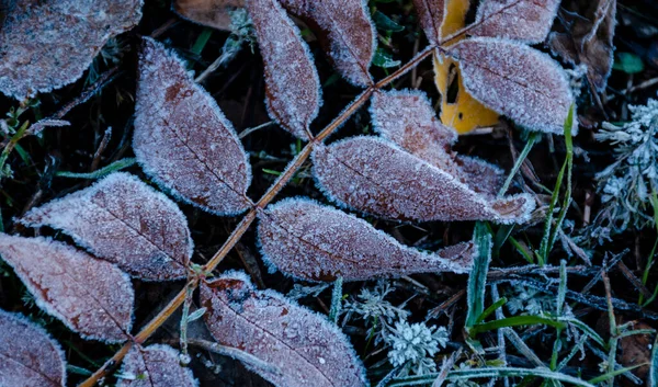 Grama congelada e folhas. Geada, geada na grama e chão. Contexto com as primeiras geadas de outono. — Fotografia de Stock