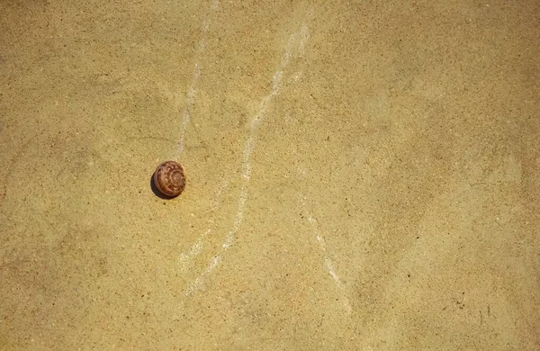 Salyangoz, kara salyangozu, bahçe salyangozu, karasal pulmonat gastropod yumuşakçaları sarı beton duvara tırmanıyor. Günbatımının Işığındaki Salyangoz Yaşamın Anlamı Üzerine Felsefi Düşünceler — Stok fotoğraf