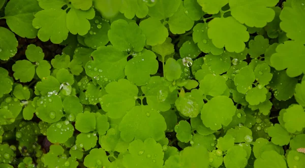 多汁植物叶子上的露珠巨片 — 图库照片