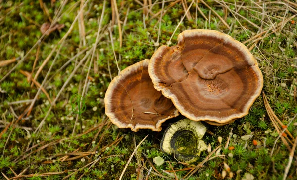 Top View Gyógyító Chaga Gomba Öreg Nyírfa Törzs Közeli Vörös — Stock Fotó