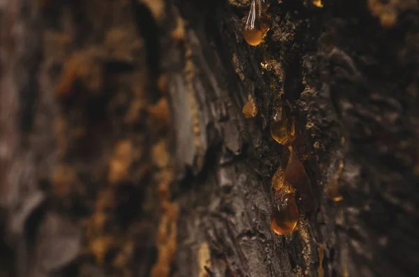 Como Las Piedras Ámbar Salpicado Resina Sobre Corteza Madera Especies — Foto de Stock