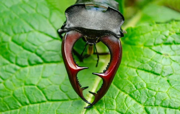 Head Stag Beetle Sits Green Leaf — Stock Photo, Image