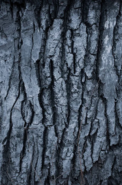 Barken Från Ett Gammalt Träd Hälften Barken Svart Och Hälften — Stockfoto