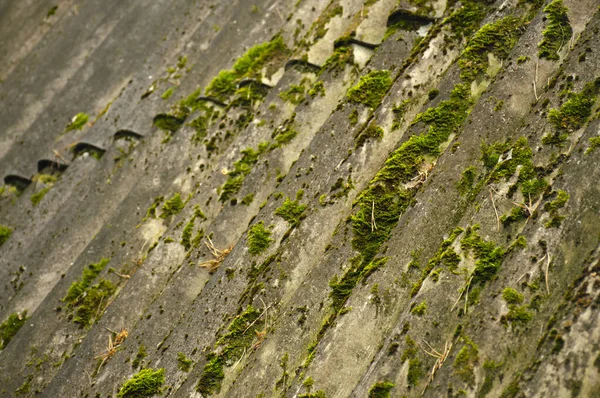 Old Slate Roof Covered Green Moss Dry Foliage Concept Replacing — Stock Photo, Image