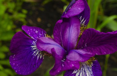 Arka planda bulanık bir çimen üzerindeki Violetiris çiçeği. Çiçekli mor zambak yakın çekim.
