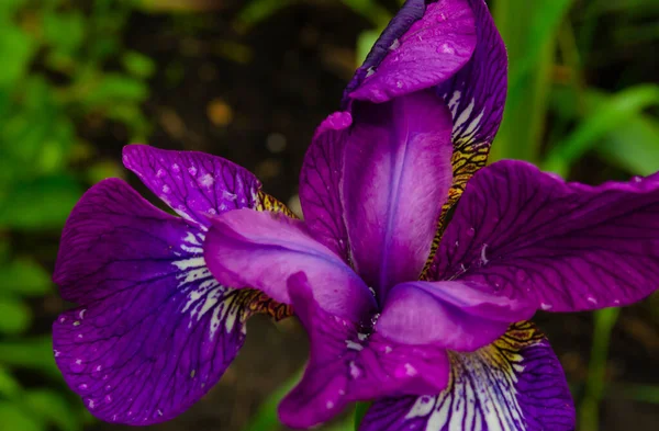 Violetiris Blume Auf Einem Verschwommenen Grashintergrund Blühende Lila Iris Aus — Stockfoto