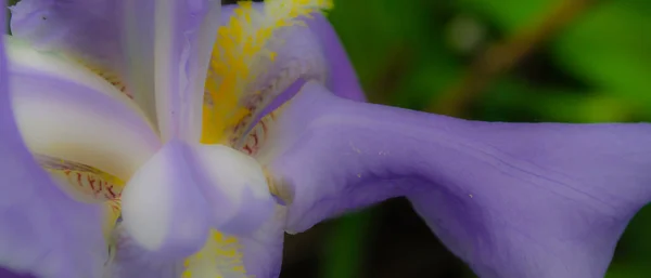 Blueiris Bloem Het Zicht Bloeiende Blauwe Iris Close — Stockfoto