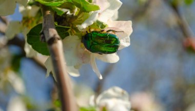 Elma ağacının beyaz çiçekleri üzerinde kaşıntı. Cetonia aurata 'nın Macro fotoğrafı. Bahar çiçekli bahçe..