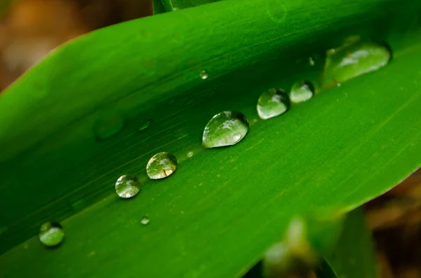 Feche Folheto Verde Jovem Natural Com Gotas Chuva Jardim Folha — Fotografia de Stock