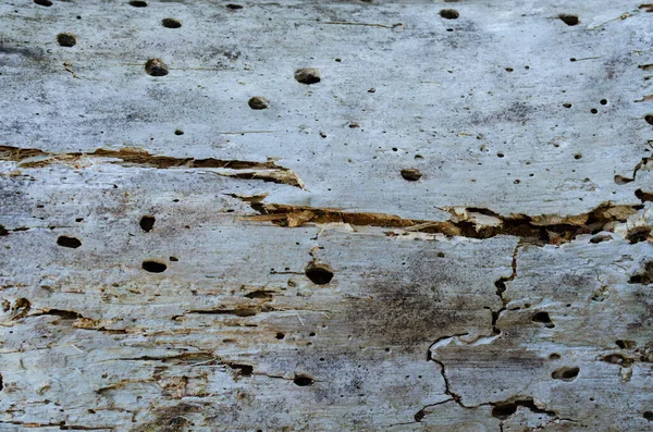 Eski Çürümüş Ahşap Ahşap Solucanı Tarafından Zarar Görmüş Eski Ahşap — Stok fotoğraf