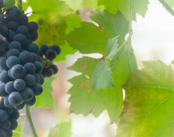 Tasty Beautiful Grapes Branch Garden Sunshines Beautiful Light Fresh Fruits — Stock Photo, Image