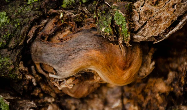 Zgnieciony Skręcony Kawałek Drewna Zużytą Korą Pokazuje Piękną Fakturę Dryfujący — Zdjęcie stockowe