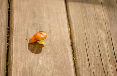 Ahşap bir yüzeyde yalnız tereyağlı mantar. Sonbahar mevsimi için yiyecek toplama ya da hasat etme kavramı