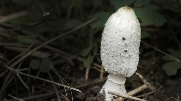 Close White Mushroom Dangerous Food — Stock fotografie