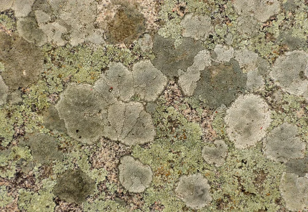 緑の苔の質感の背景を持つ古い灰色の石の壁 — ストック写真