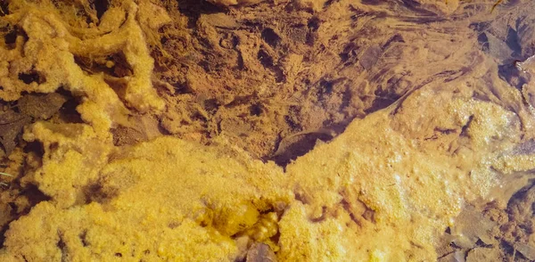 Yellow Algae Surface Water Flowering Water Background Texture — Fotografia de Stock