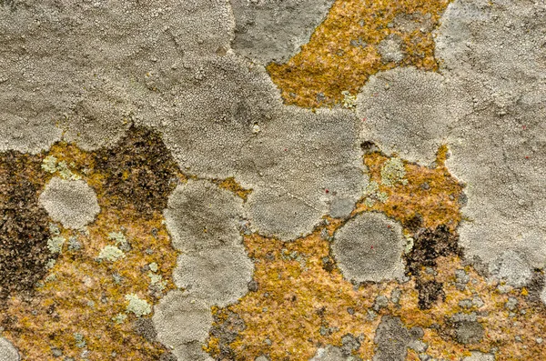 緑の苔の質感の背景を持つ古い灰色の石の壁 — ストック写真