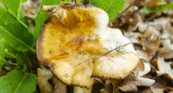 One Mushroom Dry Light Brown Leaves Autumn Concept Background Food — Stock Fotó