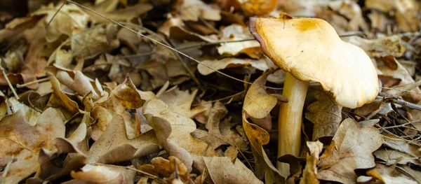 One Oiler Mushroom Dry Light Brown Leaves Autumn Concept Background — Stock Fotó