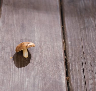 Ahşap bir yüzeyde yalnız tereyağlı mantar. Sonbahar mevsiminde yenebilir yiyecek toplamak ya da hasat etmek için kavramsal arka plan. Soğuk renkler