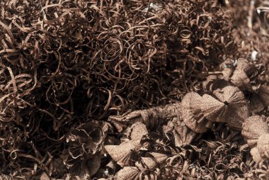 Paslı metal talaşlarının seçici odaklı yakın görüntüsü. Metal traş - endüstriyel çöp. Soyut turuncu arkaplan