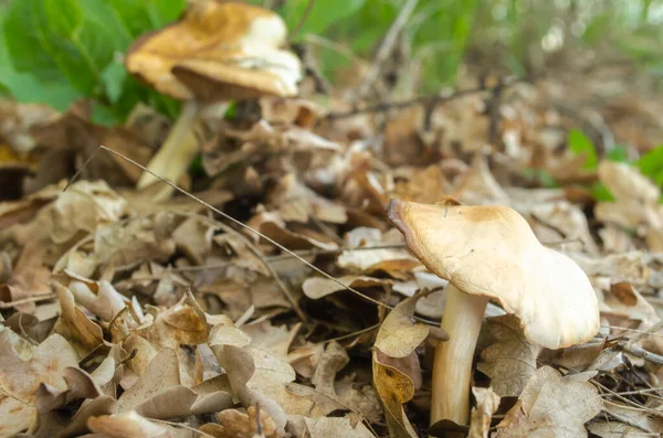 One Oiler Mushroom Dry Light Brown Leaves Autumn Concept Background — Stock Fotó