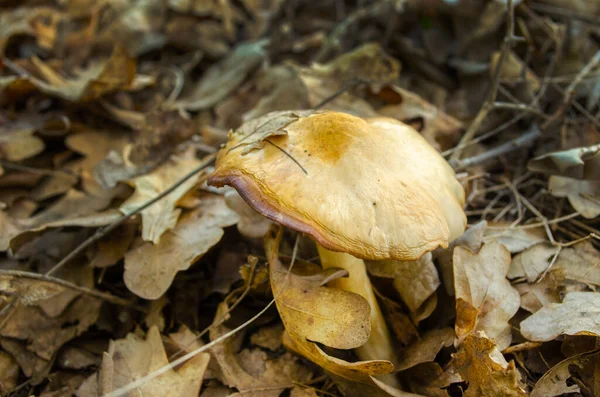 One oiler mushroom in dry light brown leaves. Autumn concept background of food