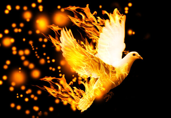 Flying dove on fire