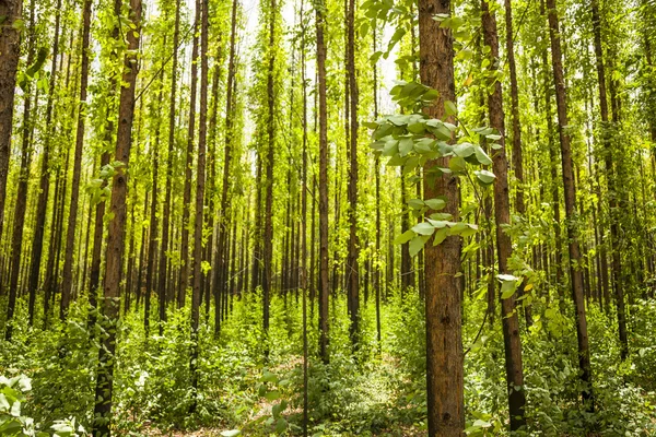 Eucalyptusbos — Stockfoto