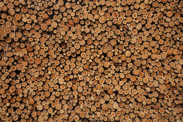 Stacked Logs — Stock Photo, Image