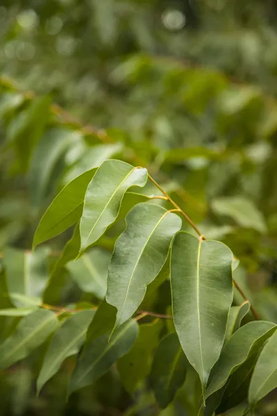 Hojas de eucalipto — Foto de Stock