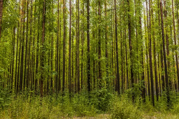 Eucalyptusbos — Stockfoto