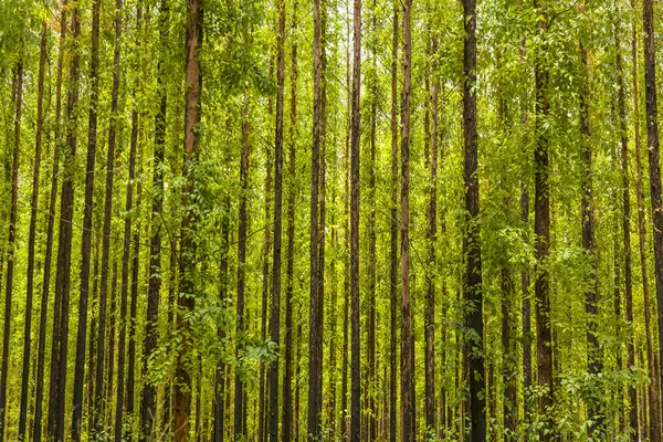 Eucalyptus forest — Stock Photo, Image