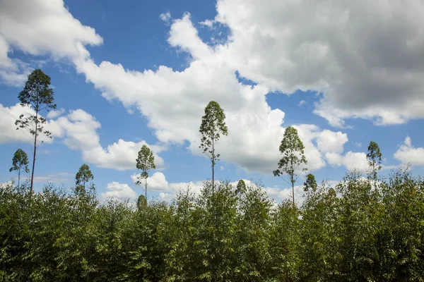 Plantages van eucalyptus boom — Stockfoto