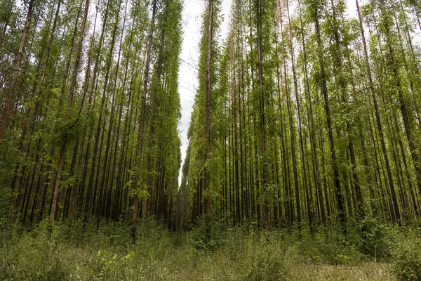 Eucalyptusbos — Stockfoto