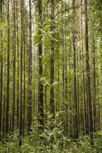 桉树林 — 图库照片