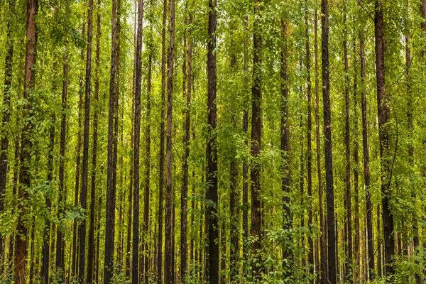 Floresta de eucalipto — Fotografia de Stock